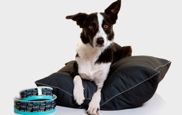 New pet homewares collection launches