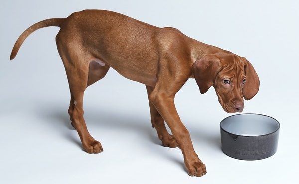 Cloud7 Ferran dog bowl