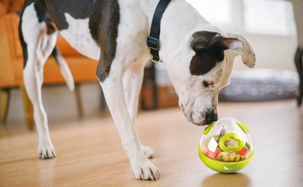 Treat dispensing dog toy from Pet Play