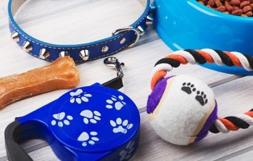 5 reasons why pet accessories are a booming market