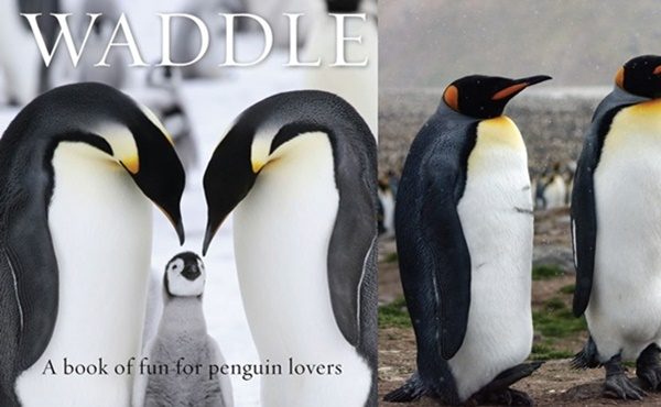 Book for penguin lovers