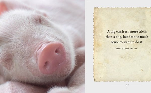 A book of fun for pig lovers