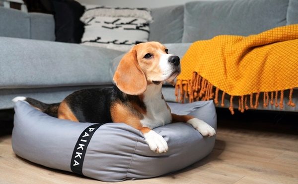 Orthopedic recovery dog bed