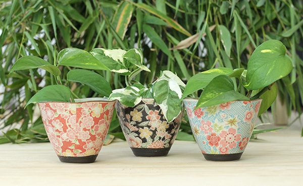 Indoor plants need beautiful pots