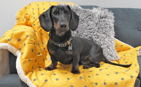 Vevoke enters pet category with Cath Kidston gifts