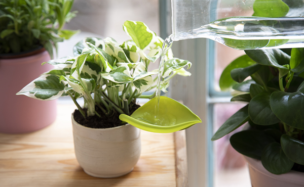 Spruce up your greenery