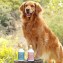 Outback Tails launches new grooming range