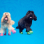 Dog brand teams up with Crocs