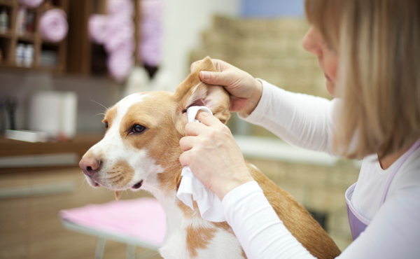 Biodegradable pet wipes