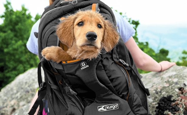 Safe travels with a pet